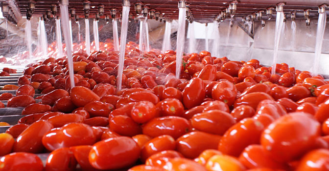 pomodori-pelati-lavorazione-lavaggio--672x351