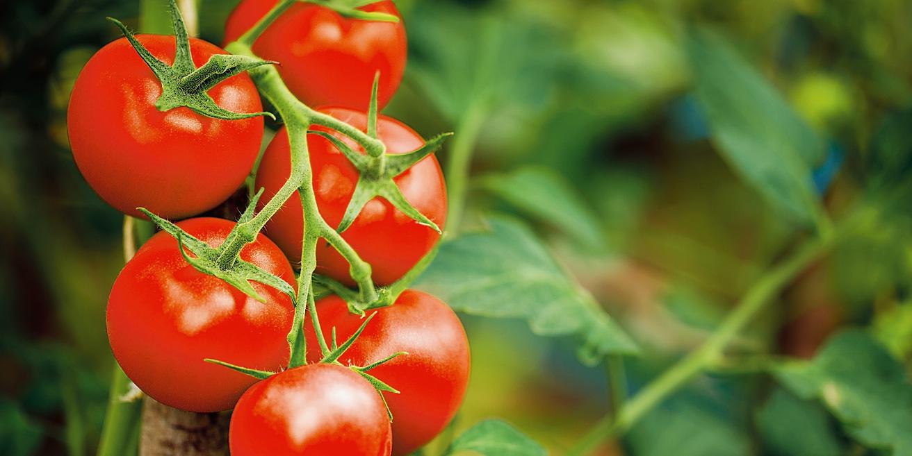 pomodori