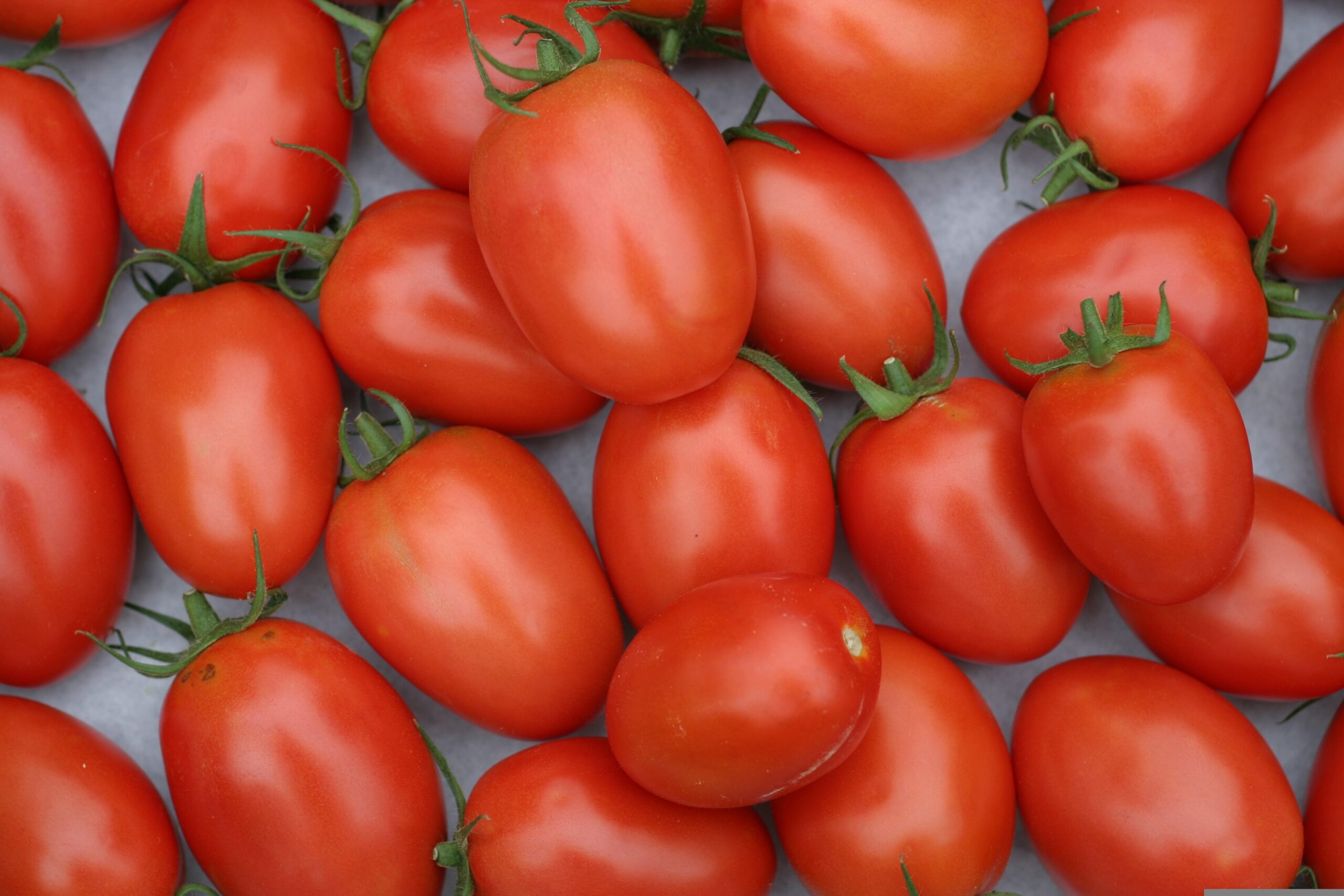 tomatoes-2716569